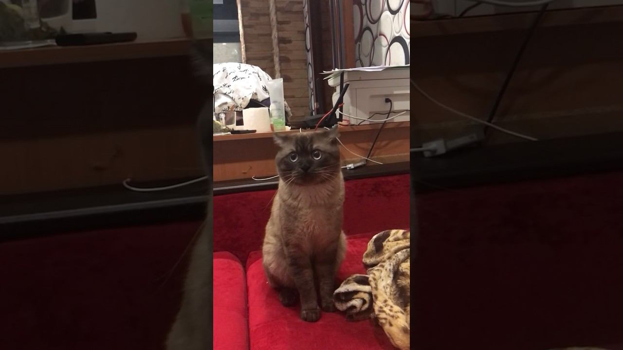 Разговор с домашним котом. Выдвигает претензии. Немного непонятно. #котики