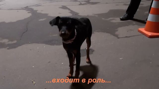 У нас во дворе - Кинологическое кино смотреть онлайн