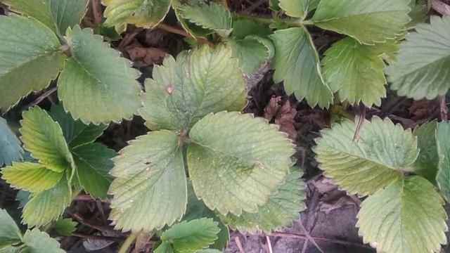 Пожелтели листья на клубнике весной - что делать? Это болезнь?