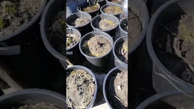 Корнесобственная черешня. Мое решение для Нечерноземья (Тверская область) смотреть онлайн