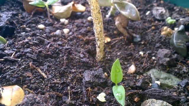 #Муррайя метельчатая. Уход. Паразиты атакуют! #Доминикана. смотреть онлайн