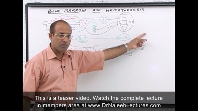 Bone Marrow & Hematopoiesis - Blood Cells Formation смотреть онлайн