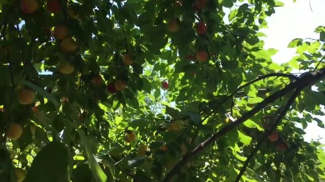 Наш сад в начале августа. Прекрасная алыча Дончанка. смотреть онлайн