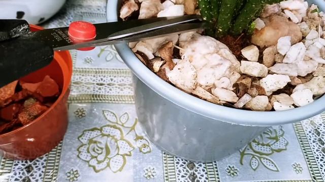 Dica fácil de como fazer mudas do cacto opuntia monacantha! смотреть онлайн