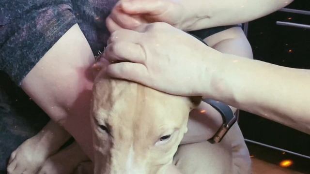 Процесс снятия швов с купированных ушей питбуля ) смотреть онлайн