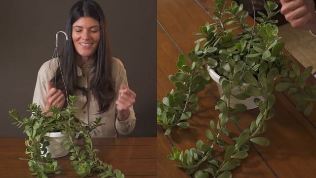 Kleinia petraea (Senecio jacobensii) Houseplant Care — 331 of 365 смотреть онлайн