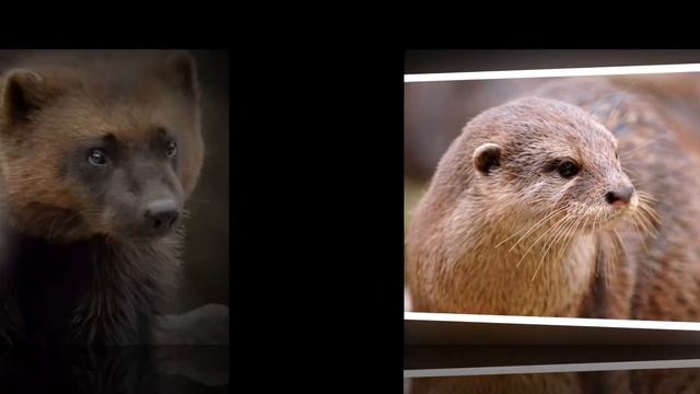 Дикие звери Урала#2/Wild Animals Of The Urals#слайдшоу#природа#дикиезвери