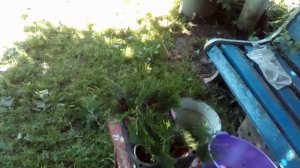 Укоренение черенков туи. "Корневин".