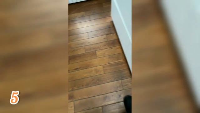 ЛИСЯО. Алиса - Лиса. Холодильная лиса