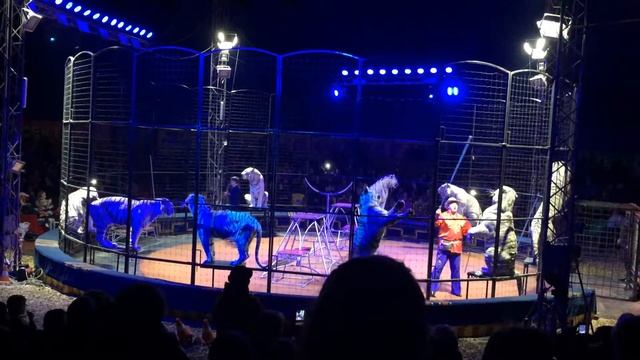 цирк максимус шоу с белыми тиграми смотреть онлайн