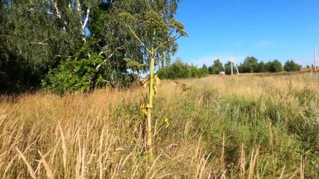 Сходил с ДОЧЕРЬЮ в ЛЕС. Что могло пойти не так? смотреть онлайн