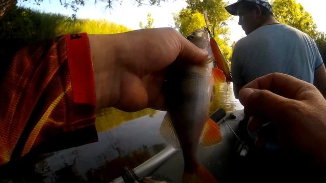 Ловля окуня на поппер. Спиннинг на малой реке смотреть онлайн