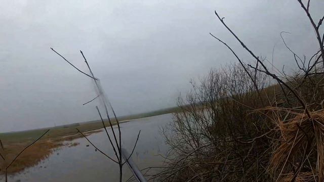 Гуся нет.4 Селязня добыто охота в Беларуси 2022 год. смотреть онлайн