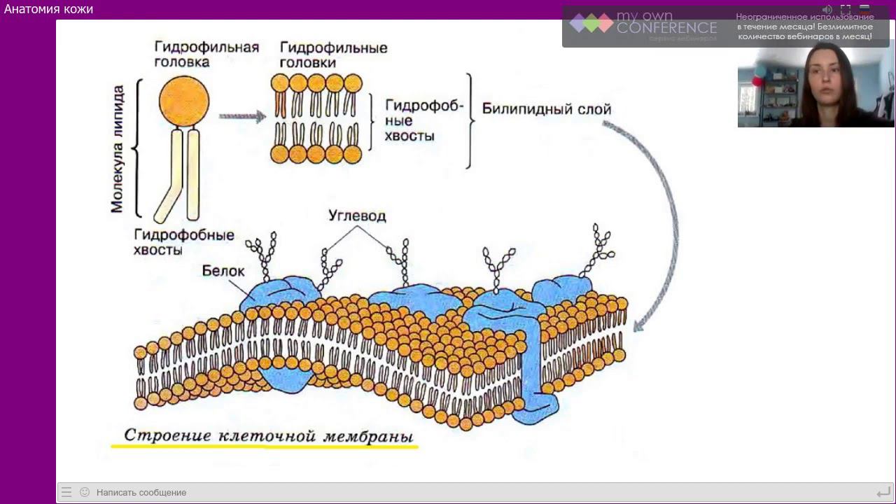 Лекция 1. Анатомия кожи смотреть онлайн