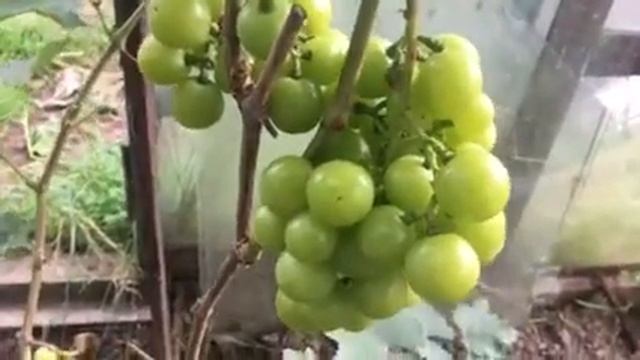 Виноград Прима Украины селекции В.Плясунова с оригинальным мускатом 2020г. смотреть онлайн