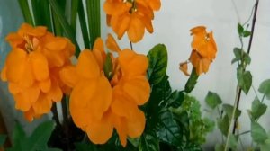 Кроссандра — уход в домашних условиях