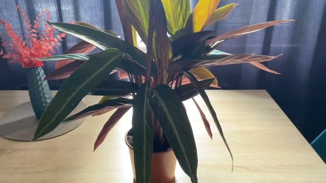 Влог | Годовщина свадьбы, новые покупки, повседневная жизнь смотреть онлайн