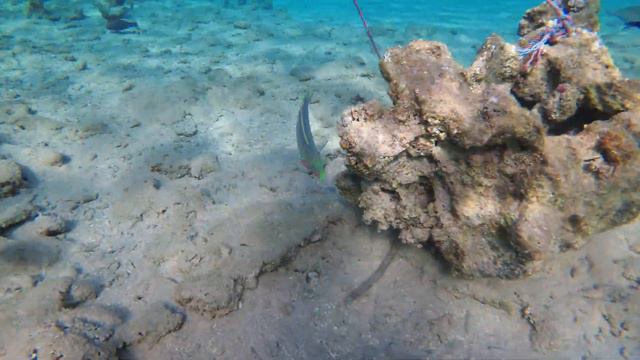 Coral Reef Fish (Red Sea, Hurghada, Egypt) Long version смотреть онлайн