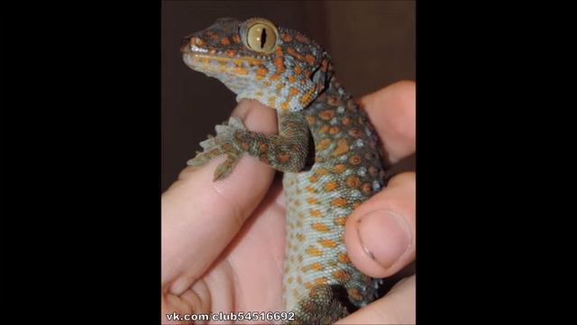 Геккон токи Gekko Gecko
