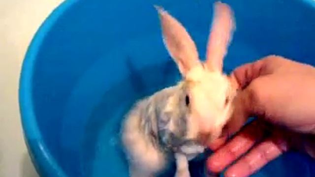 Как правильно мыть кролика. смотреть онлайн