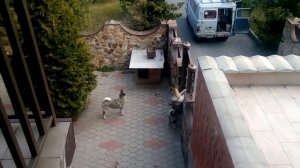 как охраняет американская акита