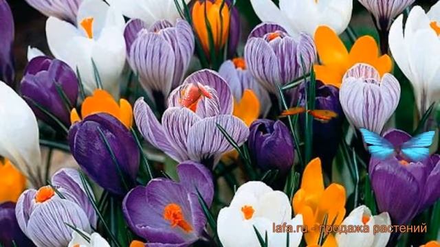 Крокус крупноцветковый "Весенняя палитра" смесь окрасок ? обзор: как сажать, луковицы смотреть онлайн