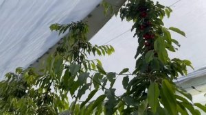 Черешня Royal Helen и особенность самоопыляемых сортов.