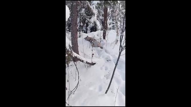 Охота на волков смотреть онлайн