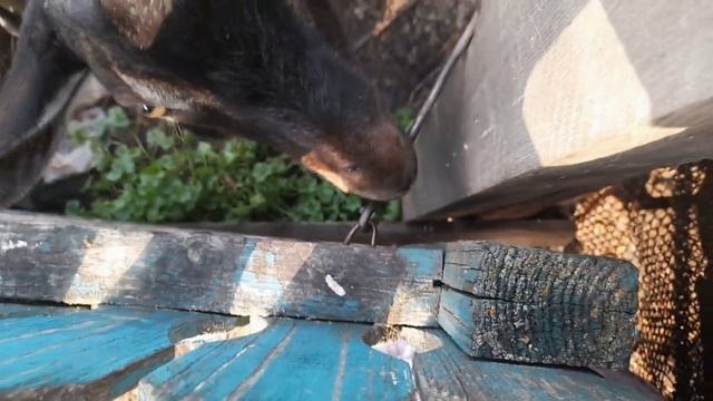Нахал 2.mp4 смотреть онлайн