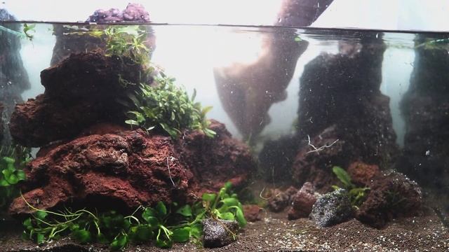 Nature Aquarium (Araceae plants). Природный аквариум (ароидные растения) смотреть онлайн