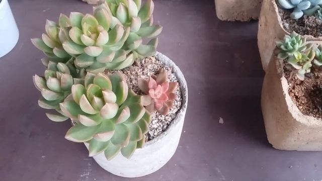 || WHY DO STEM CUTTINGS FAIL OR DIE || смотреть онлайн