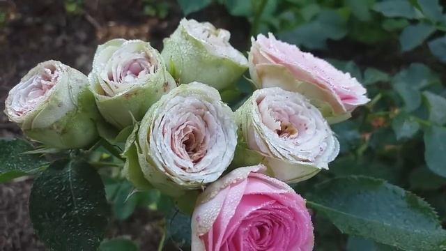 РОЗЫ СЛОЖНОЙ РАСЦВЕТКИ 27 сортов! КРАСИВЫЕ ВСЕ! смотреть онлайн