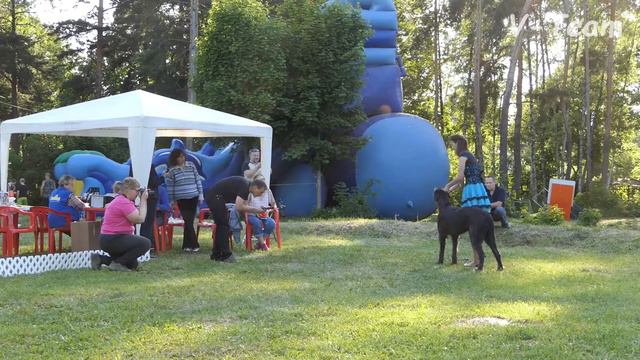 Ирландский волкодав. Класс Юниоров. Чемпионат Островных Борзых. смотреть онлайн