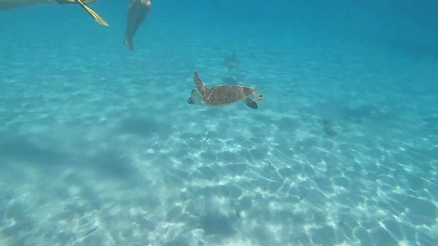 Sea turtles (superfamily Chelonioidea) Zeeschildpadden Curacao 2018 смотреть онлайн