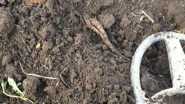 Коп в полях. Не без серебра! Калининград смотреть онлайн