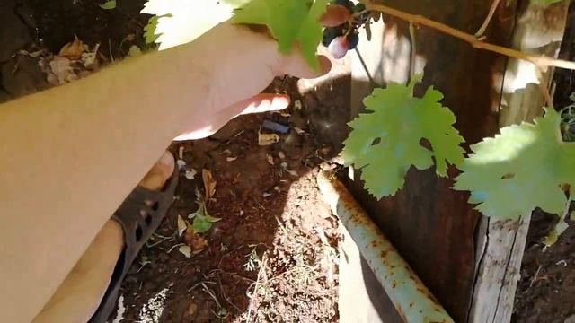 Виноградство в Оренбуржье.Обзор моего виноградника. Сорта винограда. смотреть онлайн