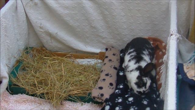 Domino E.Cuniculi Diary - Day 6 смотреть онлайн