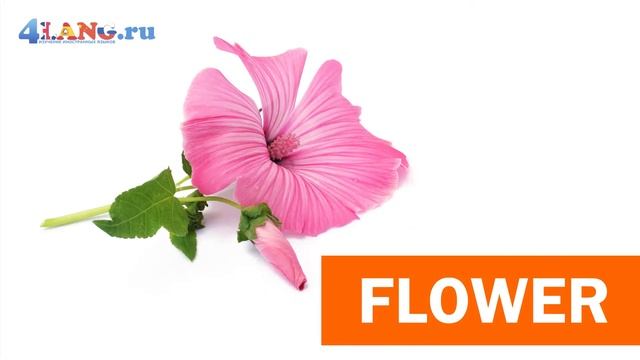 Как произносится "цветок" по-английски? How to pronounce "flower"? смотреть онлайн