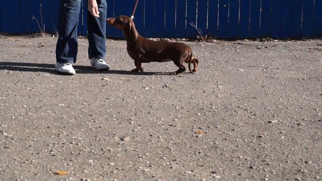 Солин Парти Геральдика 5,5 месяцев.ПРОДАЕТСЯ! смотреть онлайн