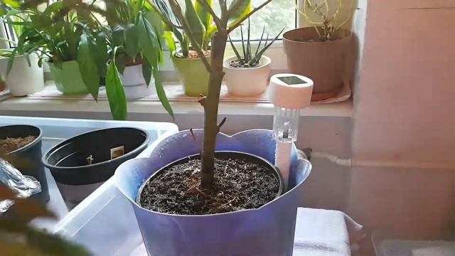 Die Silberakazie (Acacia dealbata) смотреть онлайн