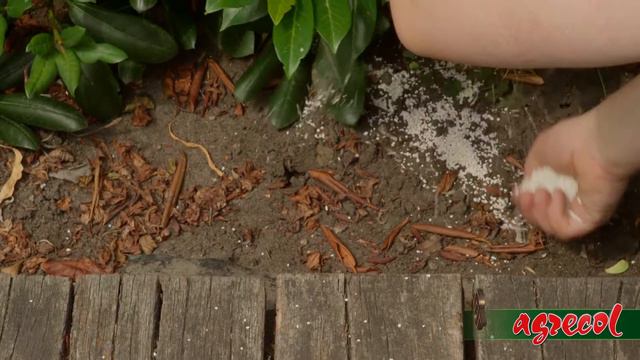 Nawóz posypowy Agrecol do rododendronów i azalii смотреть онлайн