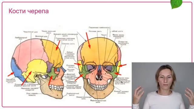 Кости тела и увядание организма, морщины на лице. Интенсив 