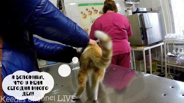 Как Рыжик потерял свои шарики смотреть онлайн