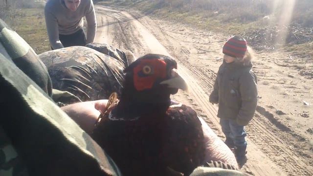 ВОЛЬЕРНЫЙ ФАЗАН. НОВОЕ ПОПОЛНЕНИЕ В НАШИХ ОХОТНИЧЬИХ УГОДЬЯХ. смотреть онлайн