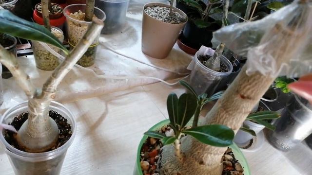 Результат прививки. смотреть онлайн