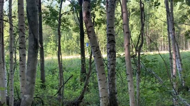 Иду в дачный лес за грибами 2. Тихая охота ??? #дачагрибы #тихаяохота смотреть онлайн