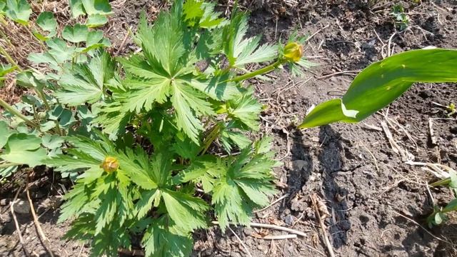 Все посадили и посеяли. Младшие внуки в гостях смотреть онлайн