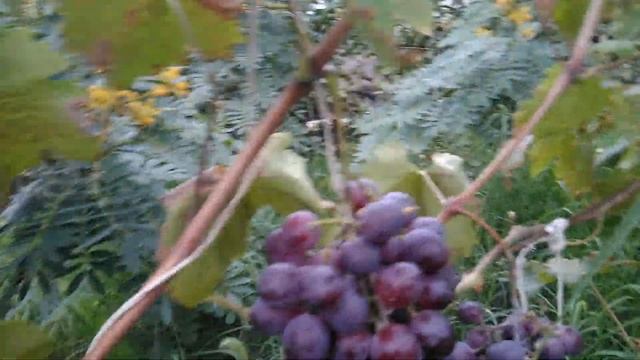 Виноград Низина смотреть онлайн