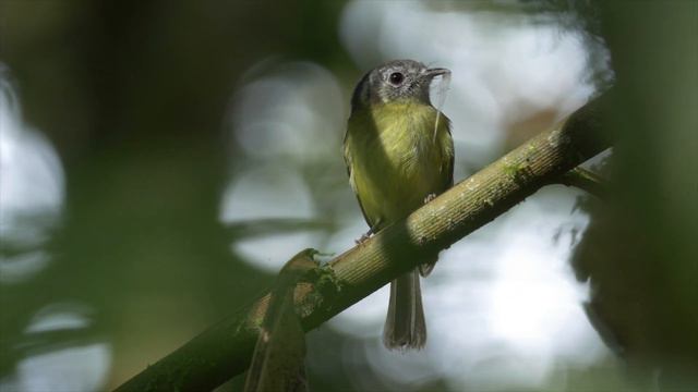 Birding in Ecuador: The Andes to the Amazon in 2016 Part Three - The East Slope смотреть онлайн