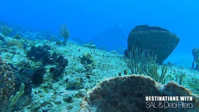 Scuba Diving the Coral Reef In Cozumel, Mexico смотреть онлайн